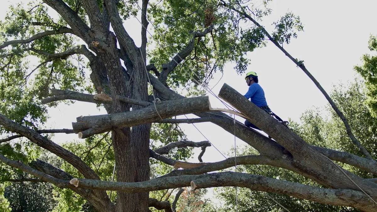 Professional Crown Thinning performed by certified arborists in Bedford