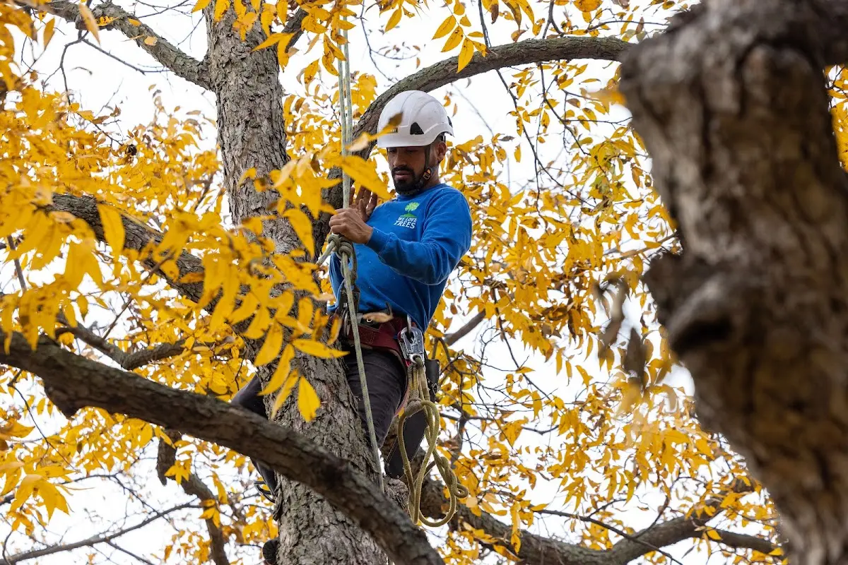Skilled Tree Disease Treatment crew working in Bedford